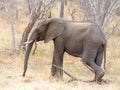 Elephant photographed in the Chobe Game Reserve, Botswana.